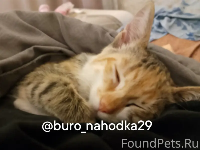 Пропала кошка, улица Мещерского