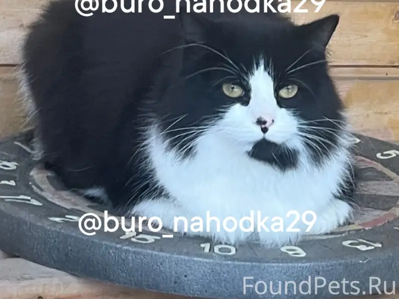Пропал котик Арчи, 3-й Лесозавод