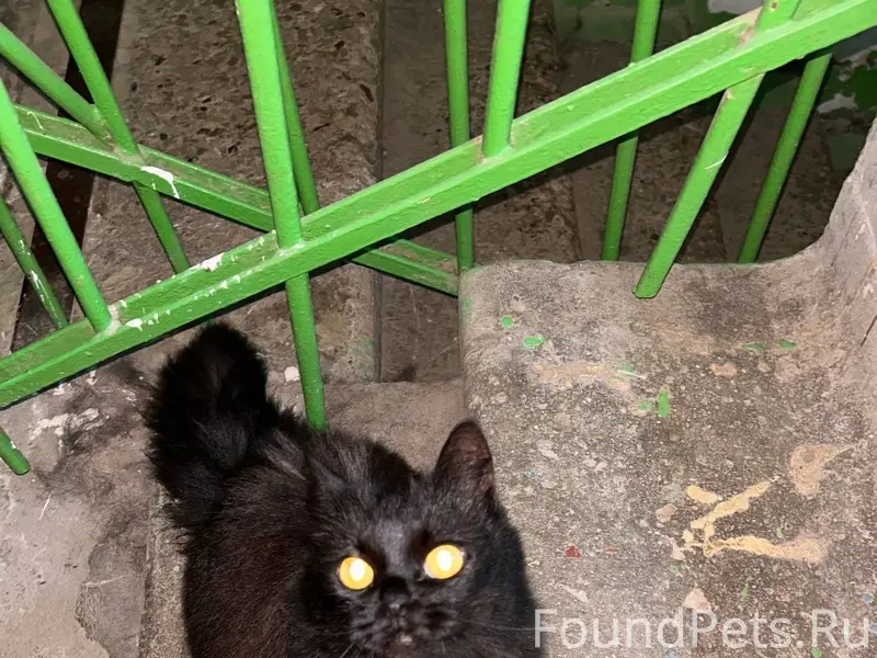 Найдена кошка, ласковый домашний питомец
