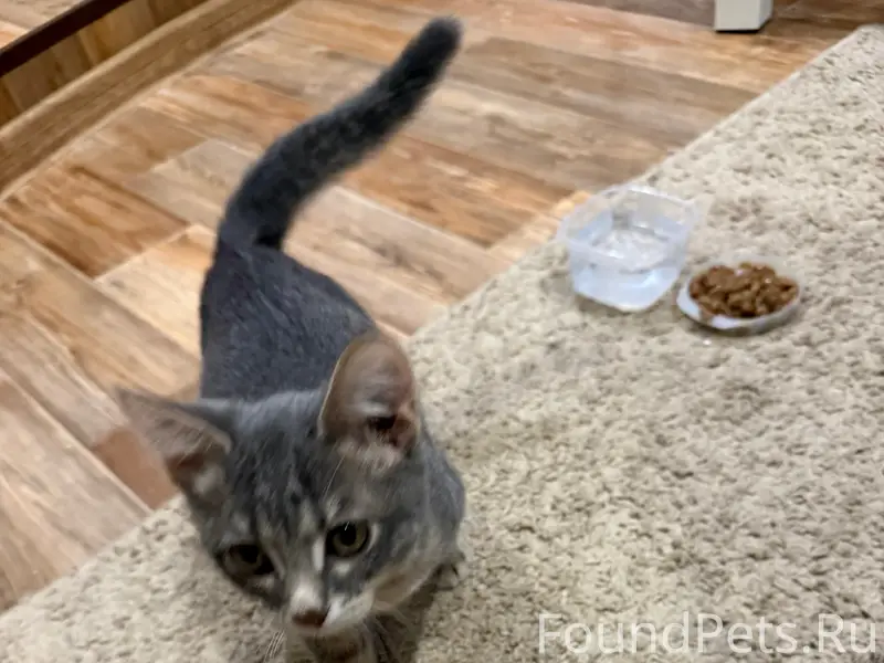 Найден котёнок, около дворца культуры