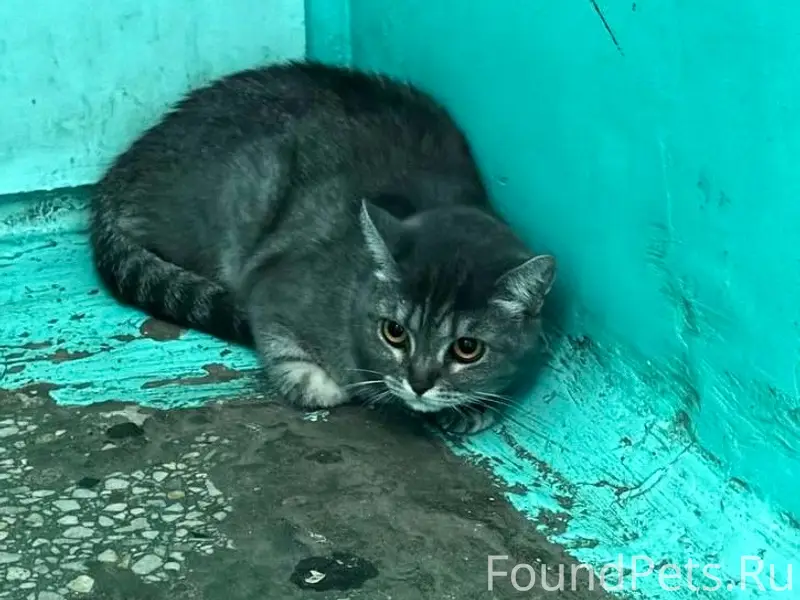 Найдена кошка, Заволжье новый город