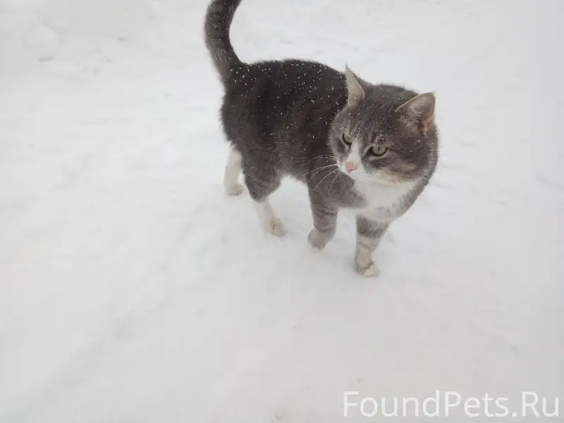 Пропал кот, д. Березовка