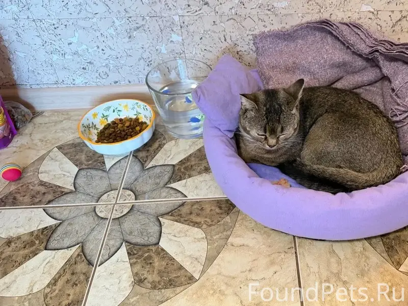 Серенький котик год, шотландский, серенький как ежик, носик приплюснутый крупные глаза