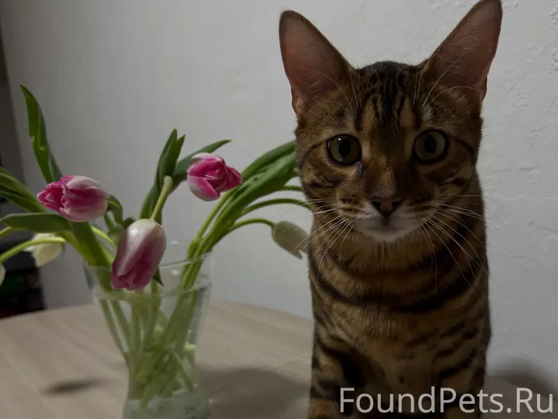 Пропал бенгальский кот Володя, снт Птицевод-2