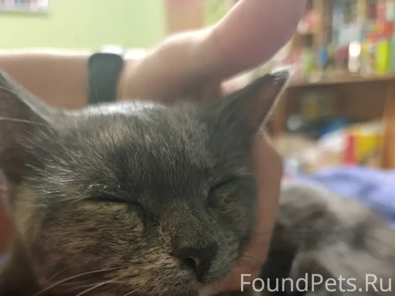 Найден котёнок, Гайва