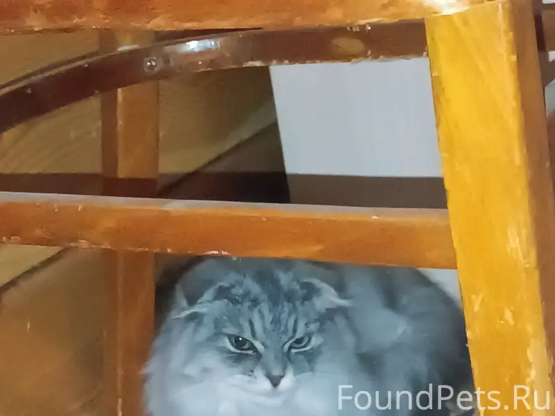 Найдена шотландская вислоухая кошка, Шелехов