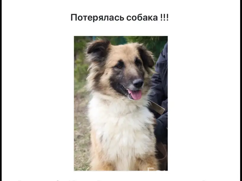 Пропала собака, Пролетарский район