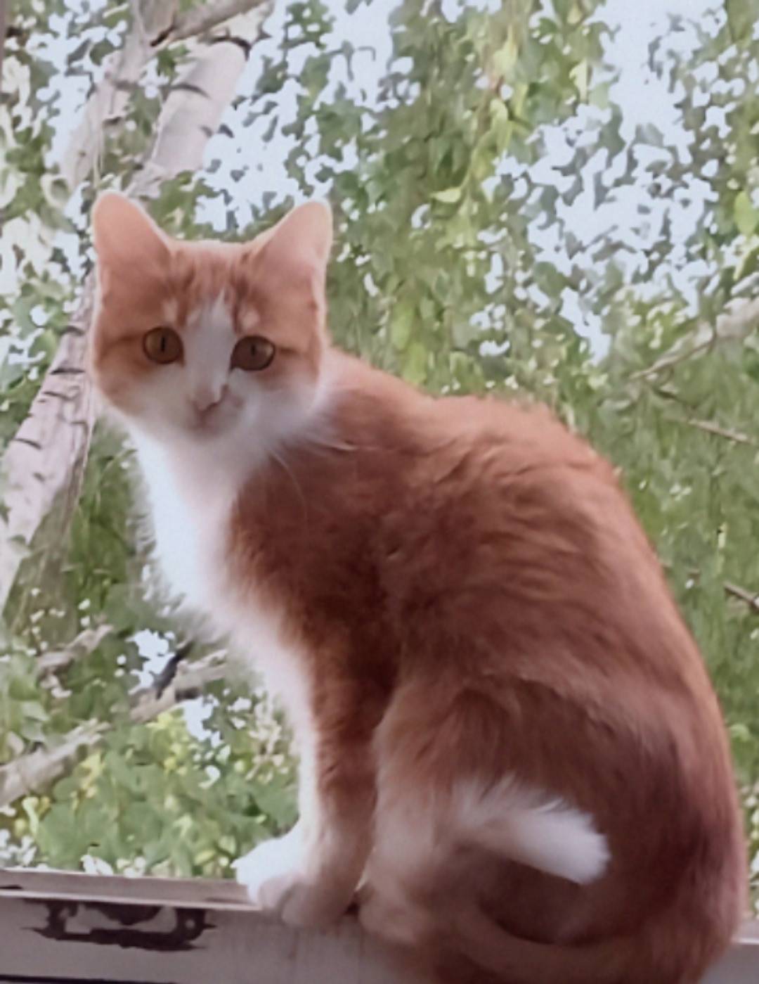 Пропала домашняя кошка Люся