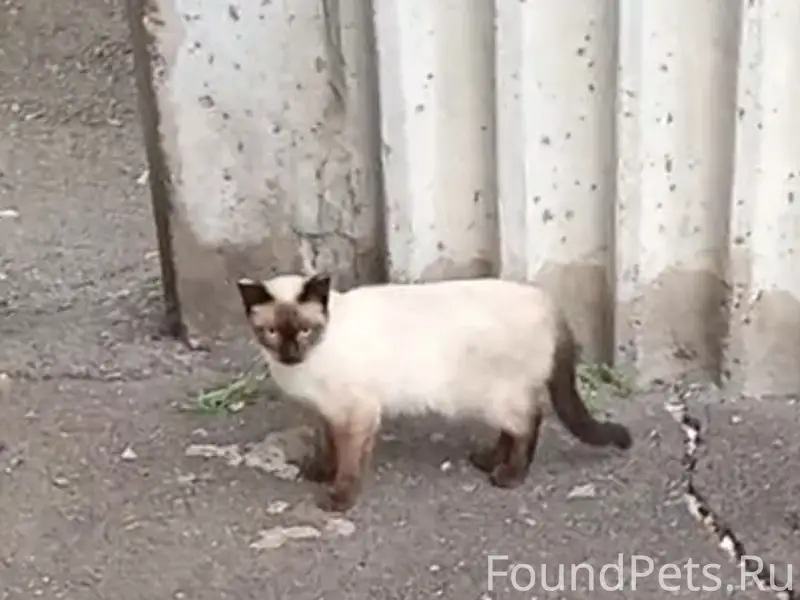 Нашли кота или кошку.