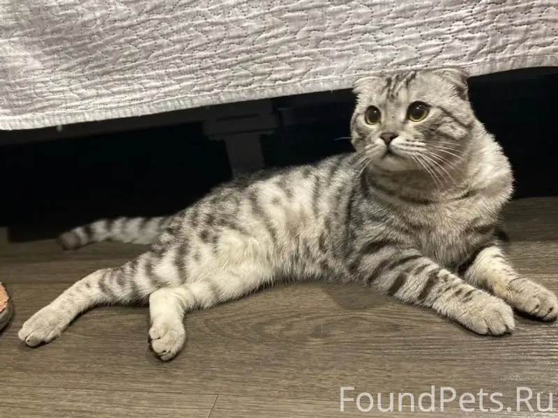 Найден шотландский вислоухий кот