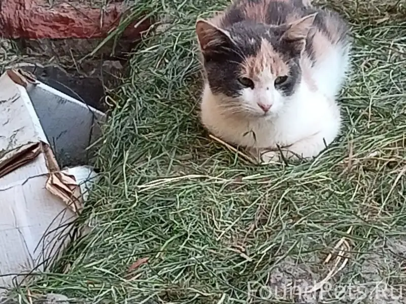 Найден котёнок, район автозавода
