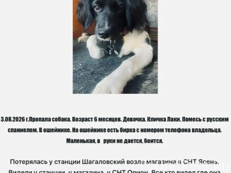 Пропала собака, Коченевский район