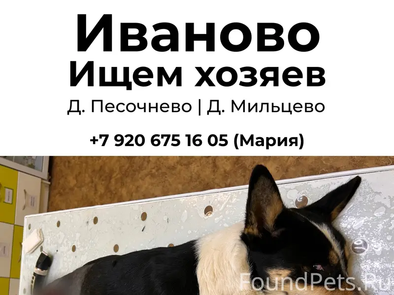Найден раненый пёс, Песочнево-Мильцево, Иваново