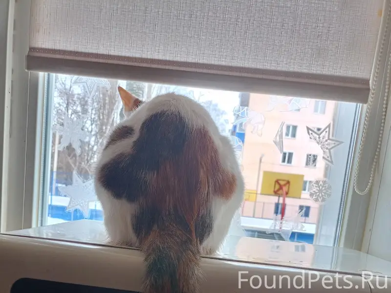 Пропала кошка, район Эльта