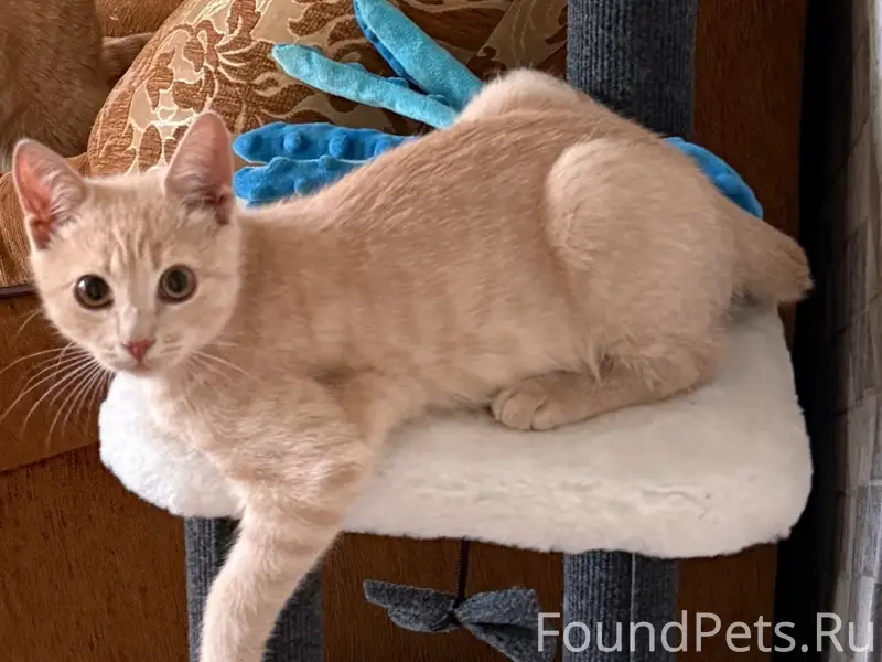 Пропал котёнок Кузя, улица Мира
