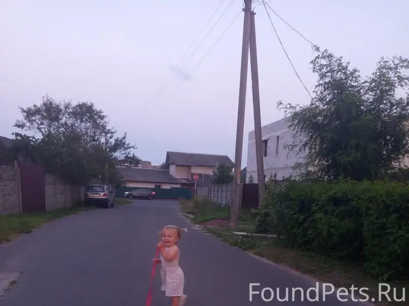 Пропал лабрадор, Сельмаш, Гомель