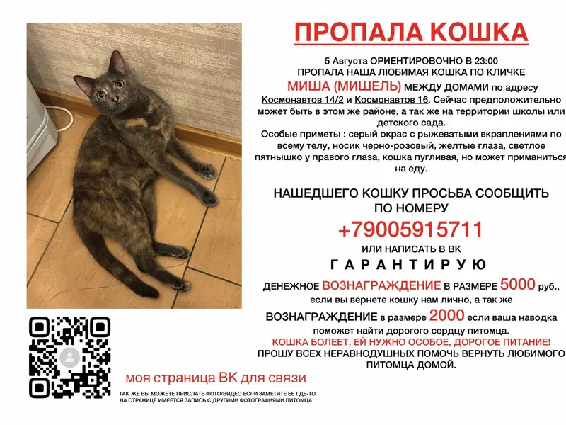 Пропала кошка, Липецк