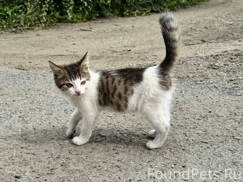 Найден котёнок
