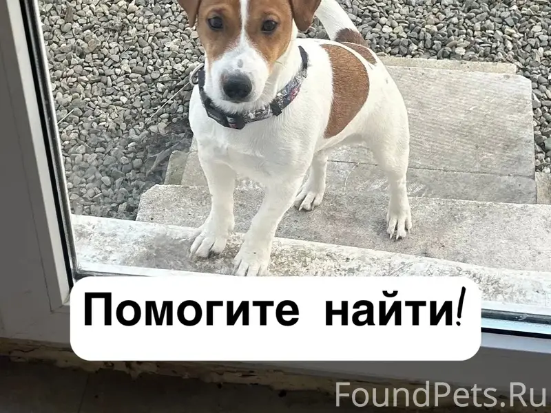 Пропал Джек Рассел Атом, снт «Виктория», Ставрополь