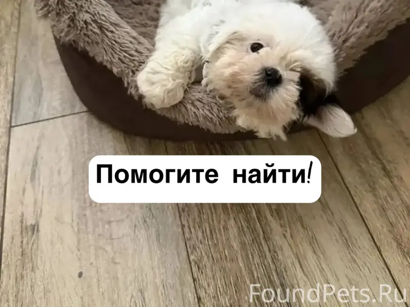Пропал щенок ши-тцу, улица Ишкова 230, Михайловск