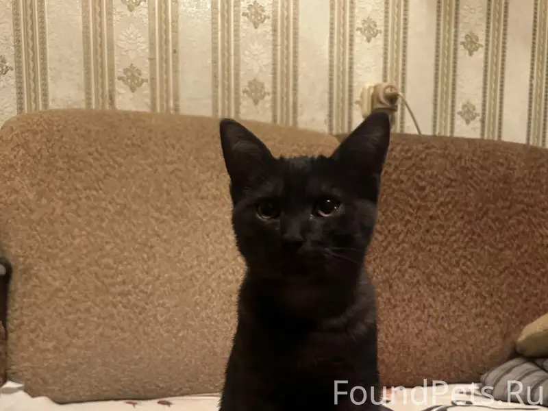 Найден котёнок на улице Дзержинского