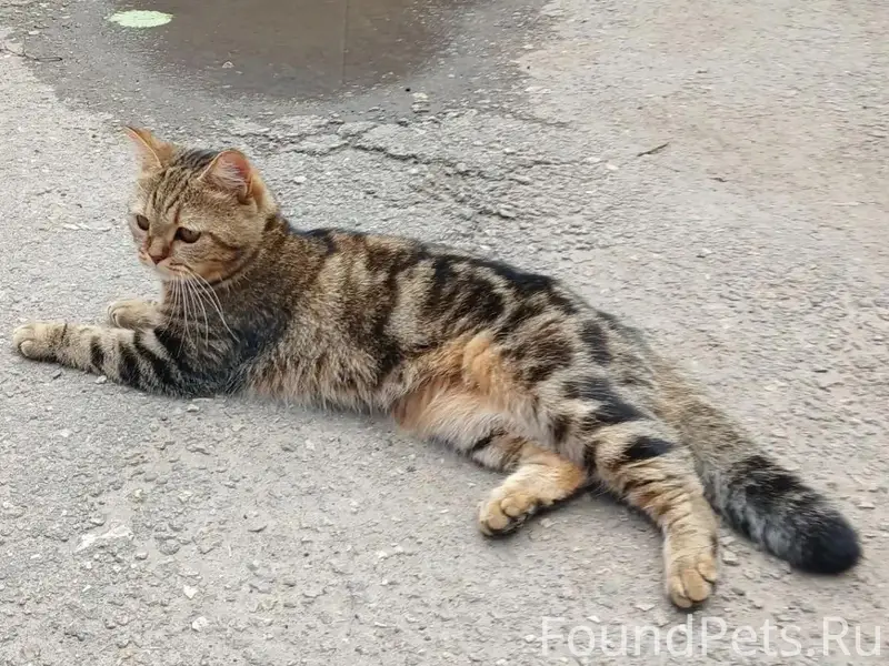 Пропала кошка Мурка, улица Артическая 4