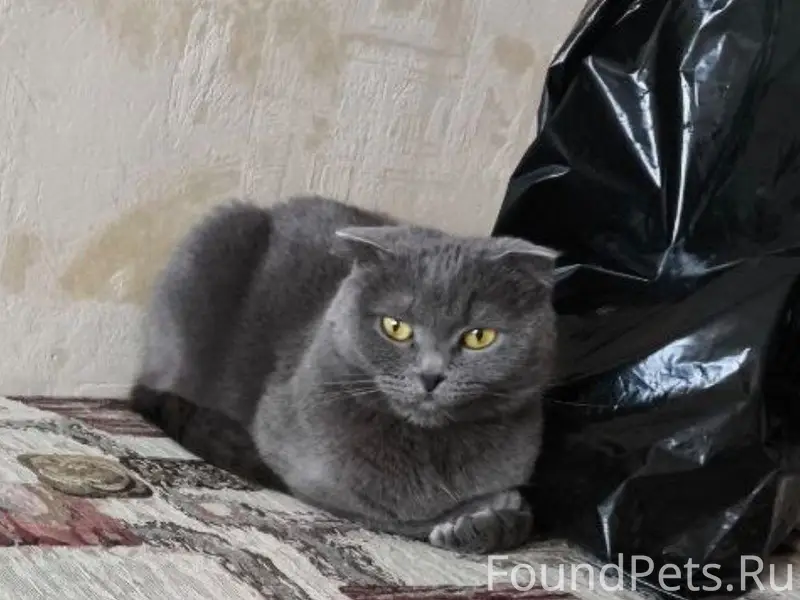 В Мытищах, на Тайнинской  Зовут: Соня Возраст: 5 лет Небольшого роста: Среднего Небольшой хвост  Густая, гладкошёрстная. Желтоватый цвет глаз Потерялась полгода назад, искали сами, повесили объявления.  Серая вислоухая шотландка Пол: Кошка Ошейника нет  👤️ Хозяйку зовут: Света Контакты: 8 915 176 72 98 Телеграмм: @The_sleeping_artist
