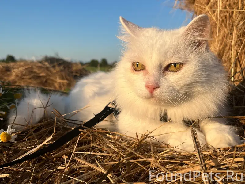 Пропала белая кошка Алиса, деревня Толстиково