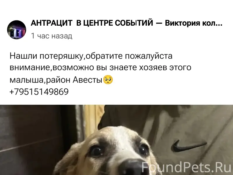 Найден щенок антрацитового окраса, в районе магазина 'Авеста'