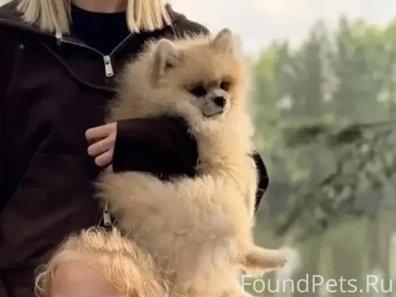 Пропала собака (шпиц), центр