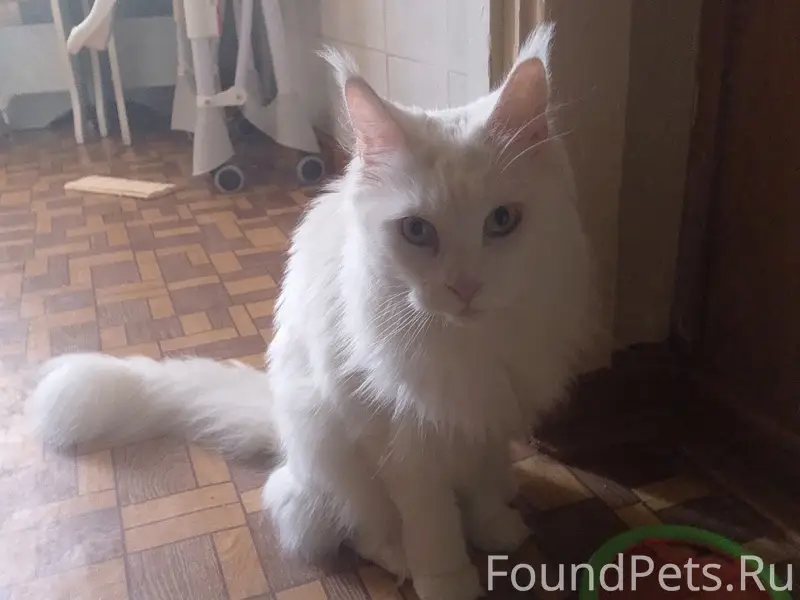 Найдена кошка мейн-кун, глухая, на Юбилейной