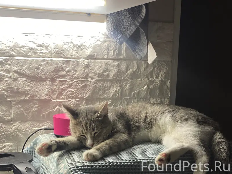 Пропала кошка Ася, дом 23