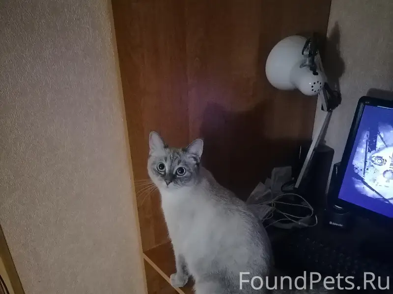 Пропала кошка Маруся, ул. Стройкова