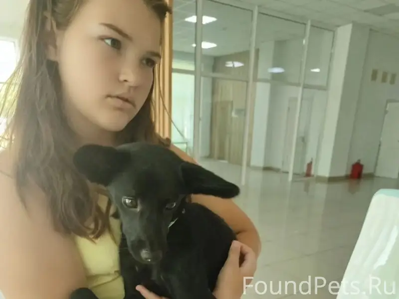 Найдена собака в тяжелом состоянии, Обнинск