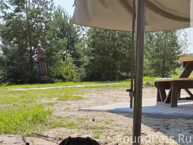 Пропала собака, Клепиковский район