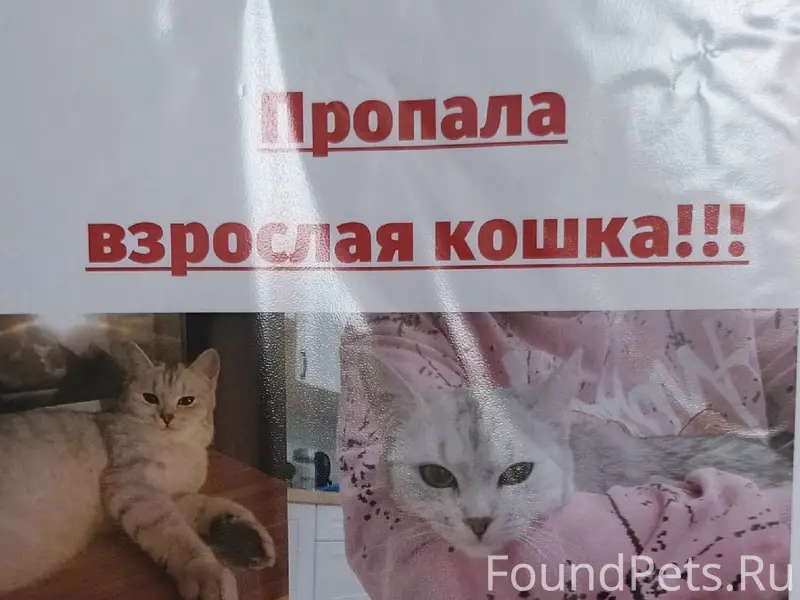 Пропала кошка, Шараповская
