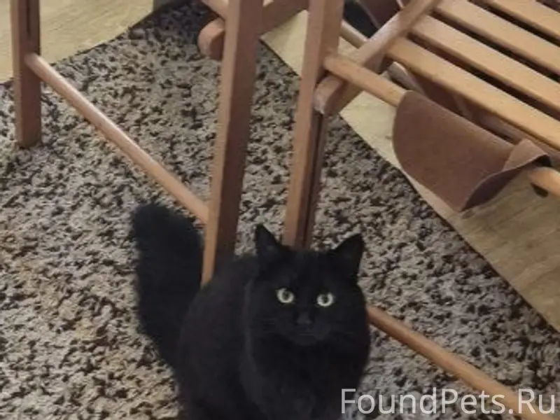 ПРОПАЛА КОШКА