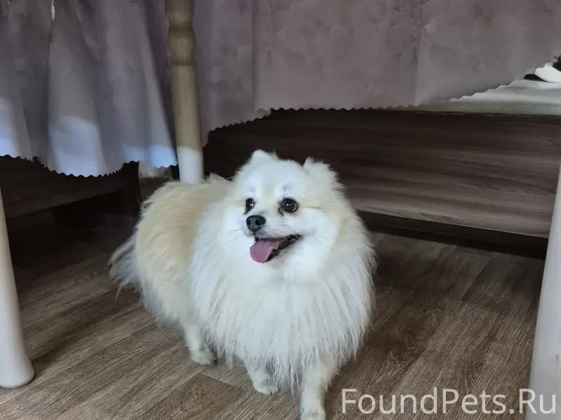 Найдена собака, Печаткино