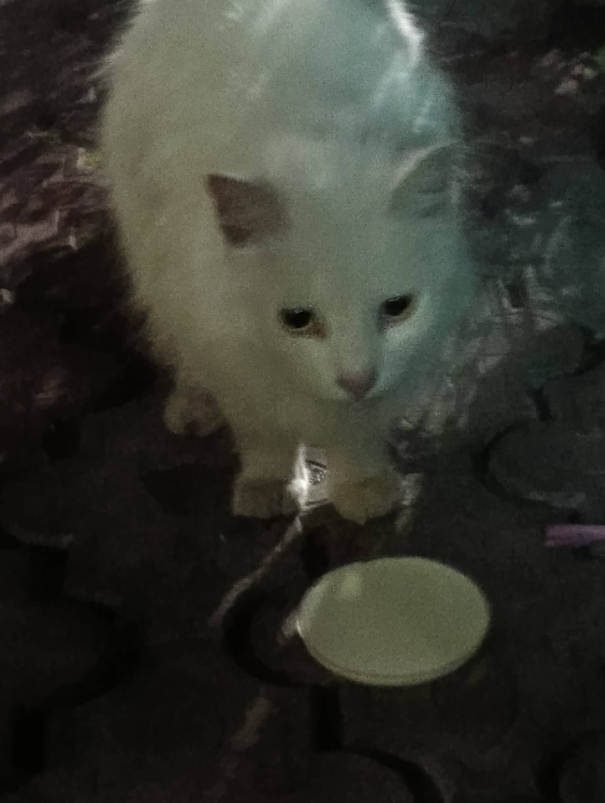 Найдена кошка, Ворошнево Широкая 4