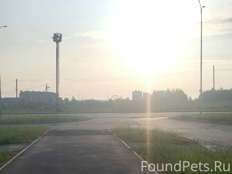 Пропала собака, [место: в сторону Веснушек]