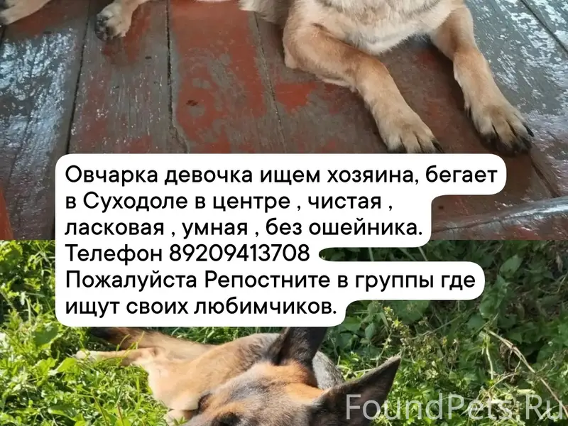 Найден тип собака, Суходол