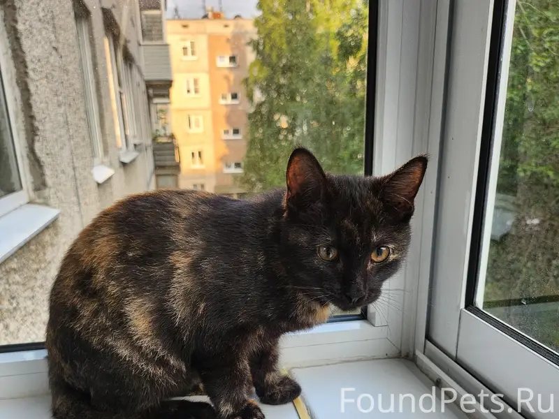 Найден котёнок, Кукковка, Петрозаводск