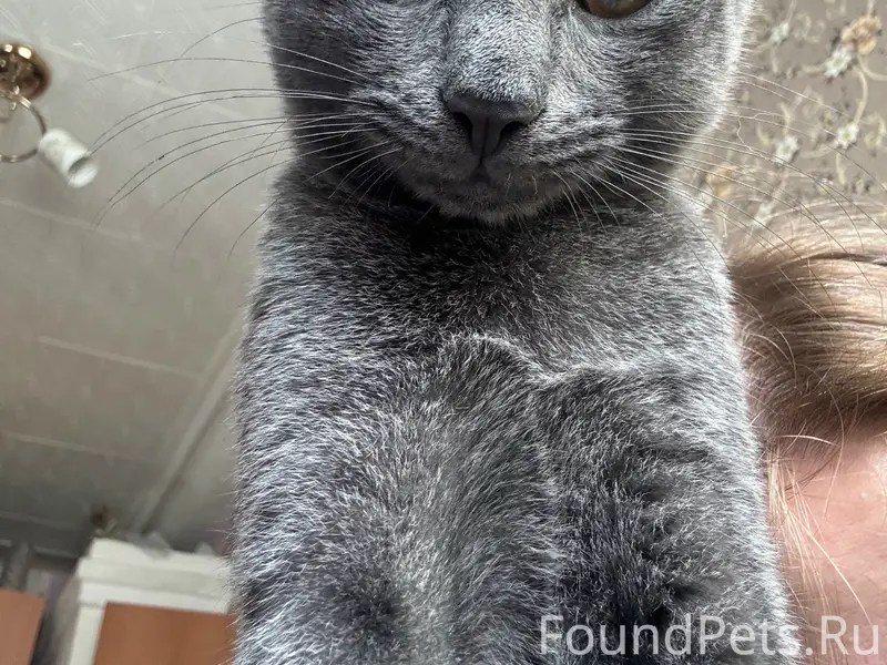 Пропал котёнок