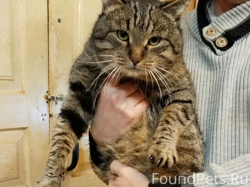 Пропал кот Тихон