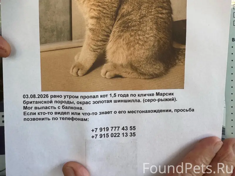 Пропал кот, Сергиев Посад