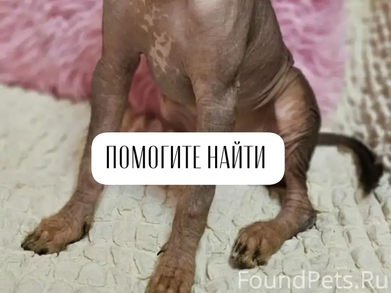 Пропала ксолоитцкуинтли Моника, г. Михайловск