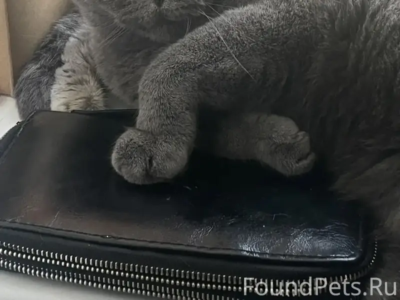Пропал шотландский кот, серый окрас