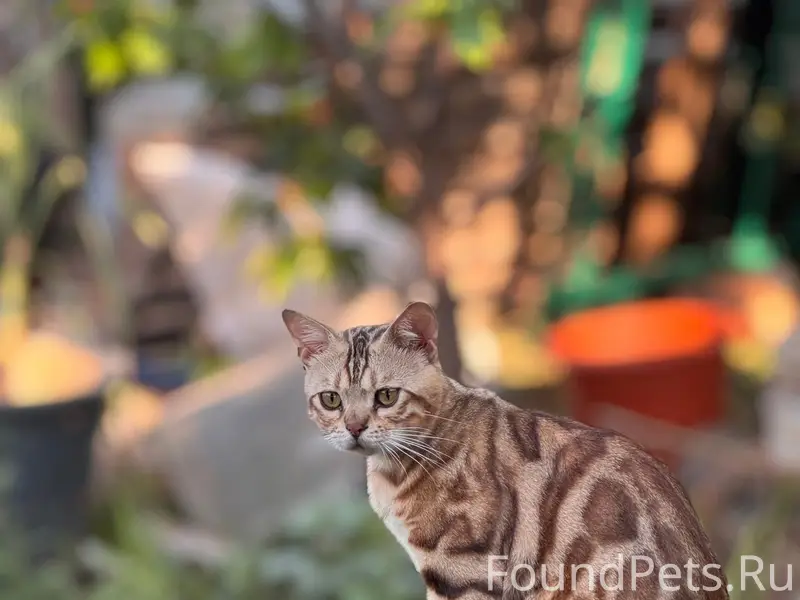 Пропал бенгальский кот, Вилино