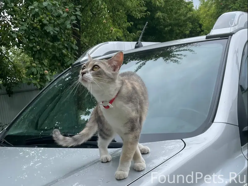 Пропала кошка, район Техникума