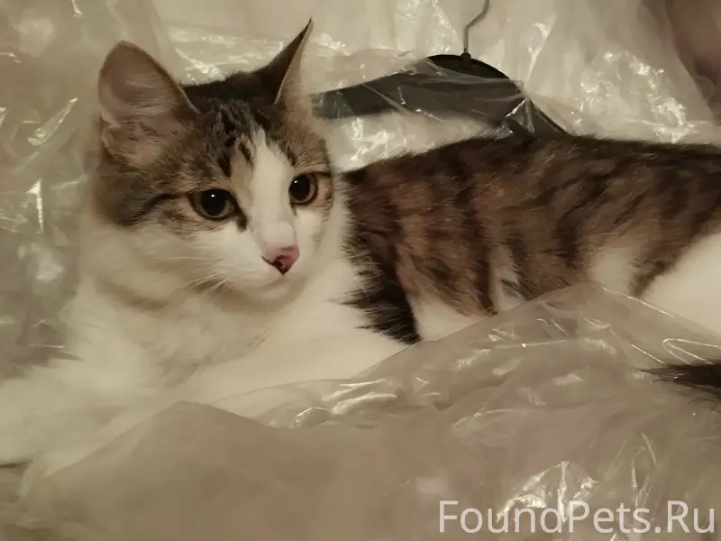 Найдена кошка, Взлётка, ул. Весны